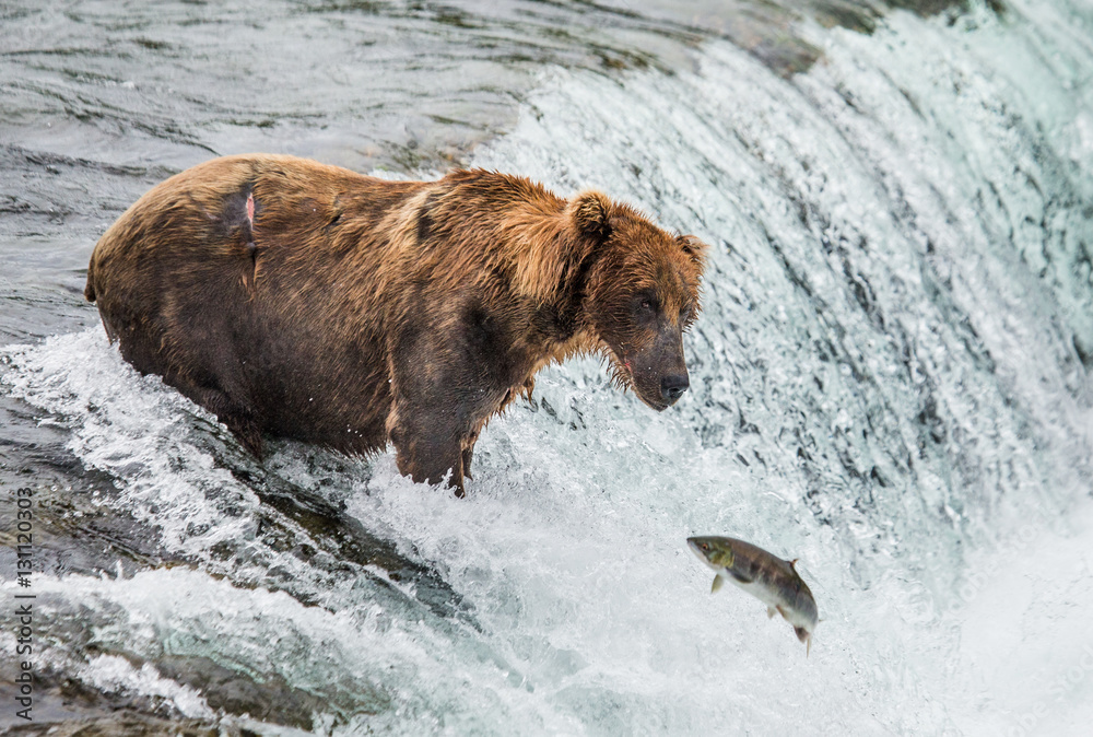 Brown bear catches a salmon in the river. USA. Alaska. Katmai National Park. An excellent illustration. Brown bear catches a salmon in the river. USA. Alaska. Katmai National Park. An excellent illustration.