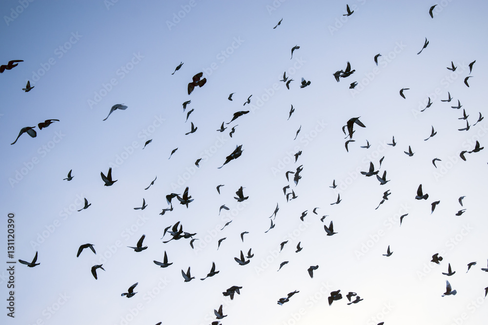 Naklejka A flock of flying doves on the background of winter sky
