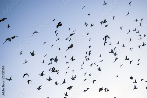 A flock of flying doves on the background of winter sky