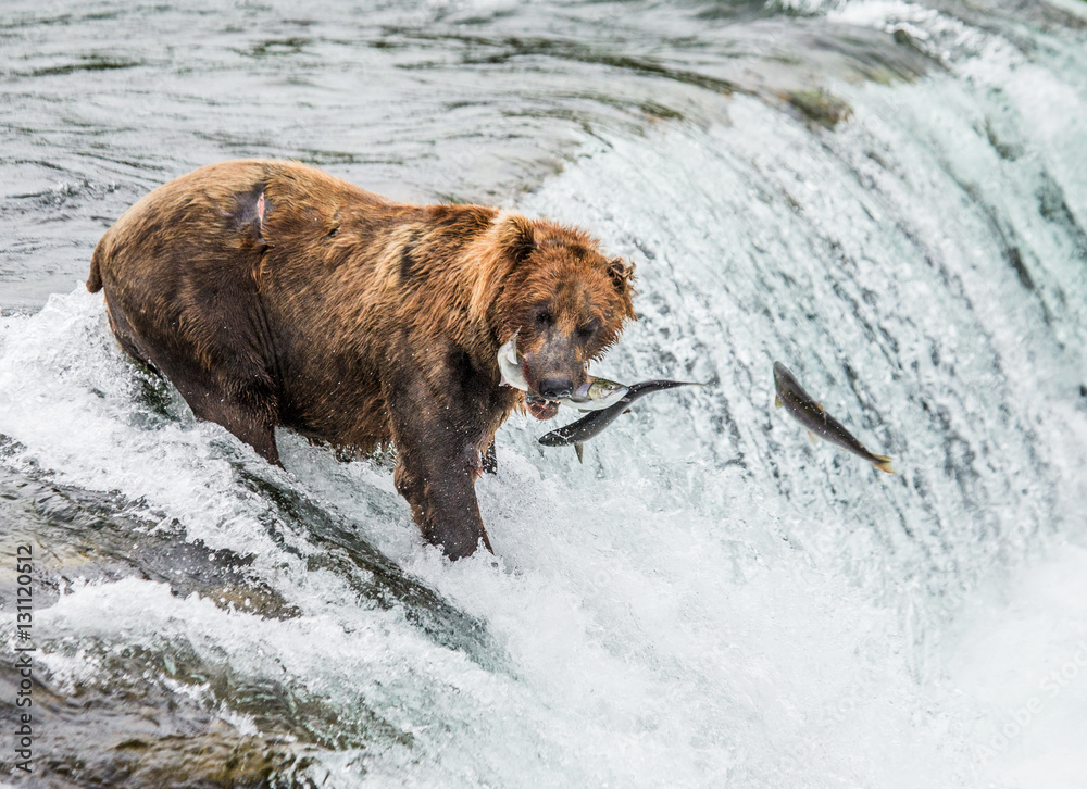 Brown bear catches a salmon in the river. USA. Alaska. Katmai National Park. An excellent illustration. Brown bear catches a salmon in the river. USA. Alaska. Katmai National Park. An excellent illustration.