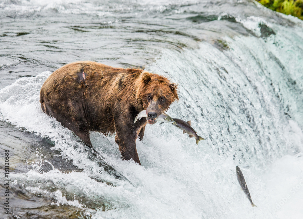 Brown bear catches a salmon in the river. USA. Alaska. Katmai National Park. An excellent illustration. Brown bear catches a salmon in the river. USA. Alaska. Katmai National Park. An excellent illustration.