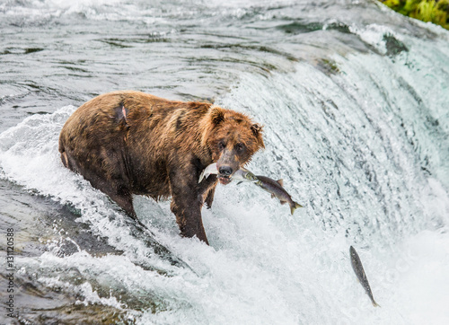 Brown bear catches a salmon in the river. USA. Alaska. Katmai National Park. An excellent illustration.