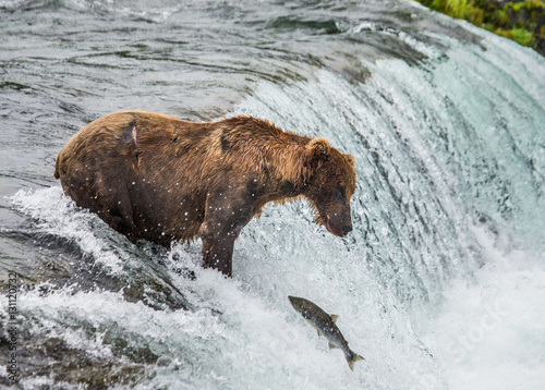 Brown bear catches a salmon in the river. USA. Alaska. Katmai National Park. An excellent illustration.