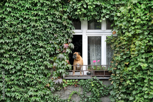 The facade overgrown with green ivy. Open window with sitting dog of boxer breed.
