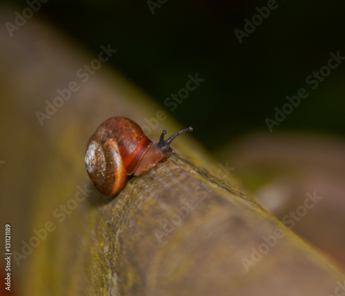 Schnecke mit Schneckenhaus auf Holzpfad  photo