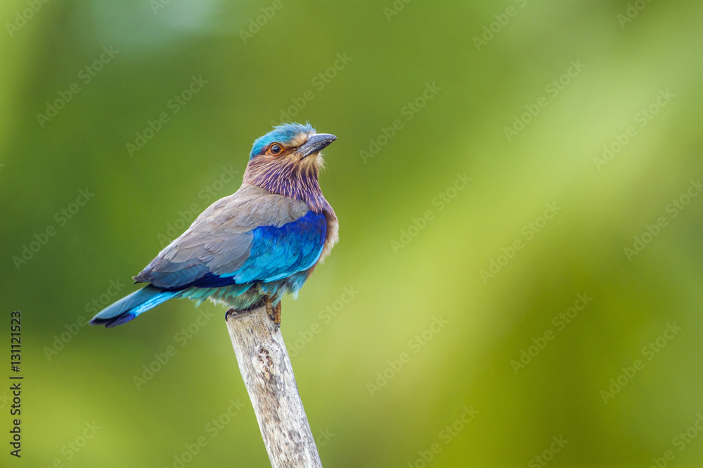 Indian roller in Kalpitiya, Sri Lanka