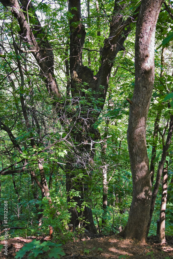Centuries-old maples in the Moscow Park on a summer day Centuries-old maples in the Moscow Park on a summer day