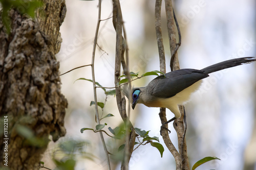 Crested coua, Coua cristata, is beautifully colored bird, reserve Tsingy Ankarana, Madagascar photo