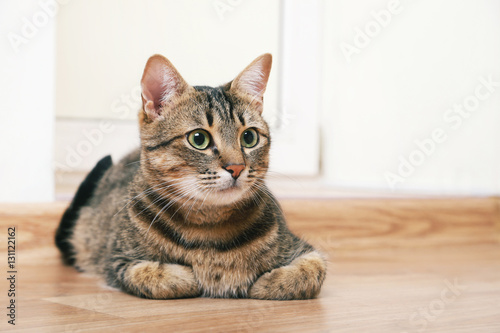 Beautiful cat on the brown floor