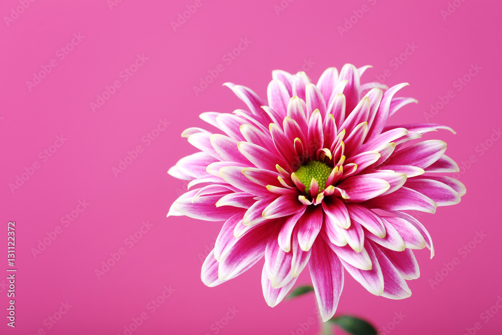 Chrysanthemum flower on a pink background