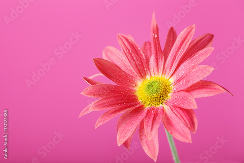 Chrysanthemum flower on a pink background