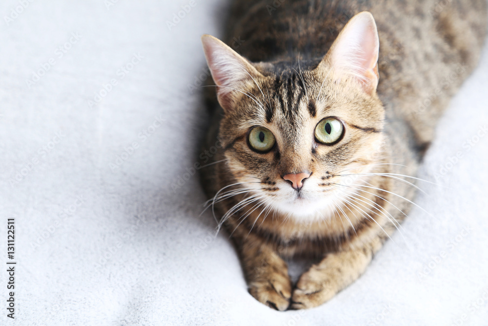 Beautiful cat on the grey plaid