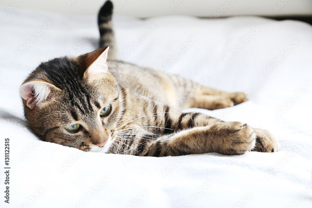 Beautiful cat on the grey plaid