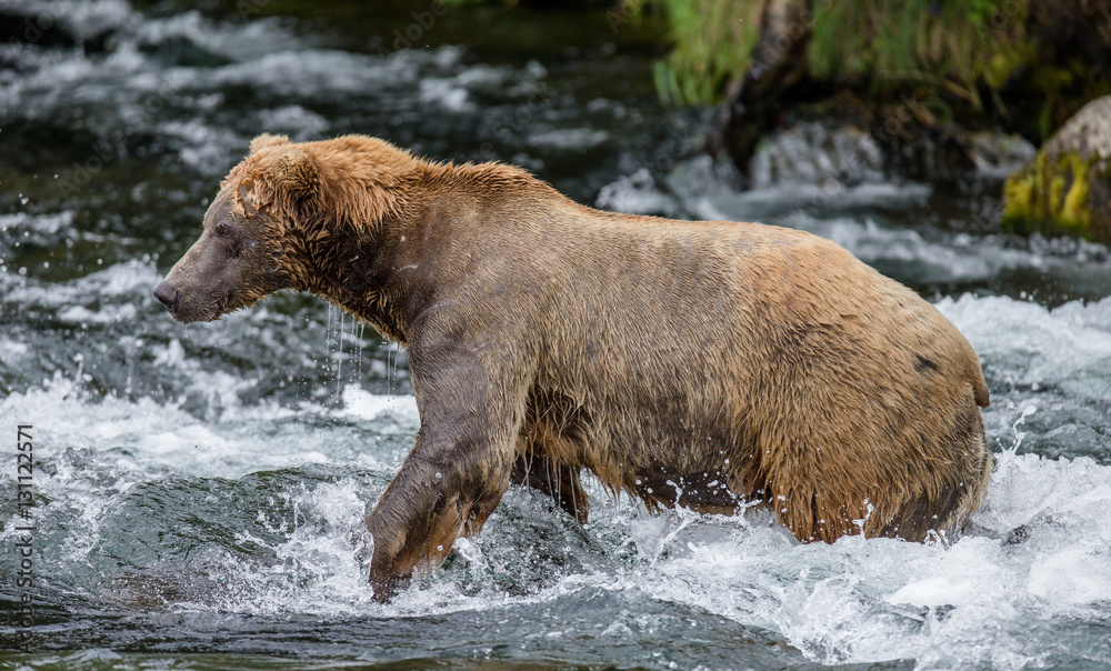 Brown bear standing in the river. USA. Alaska. Katmai National Park. An excellent illustration.