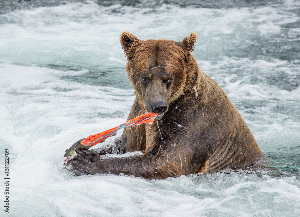 Brown bear eating salmon in the river. USA. Alaska. Katmai National Park. An excellent illustration. Brown bear eating salmon in the river. USA. Alaska. Katmai National Park. An excellent illustration.