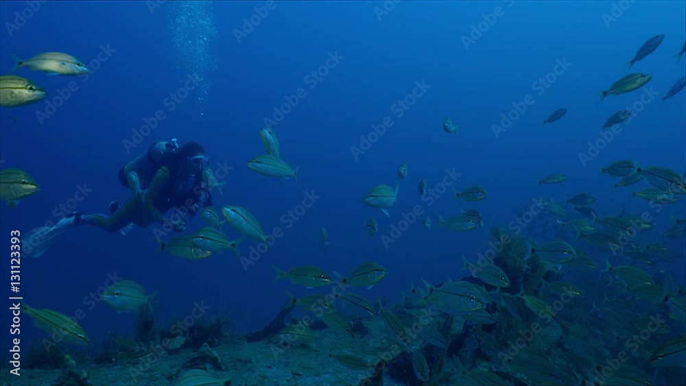 Diver swims in a wreck with a large school of fish tomates grunts, Haemulon aurolineatum, North Carolina, Aug. 2016