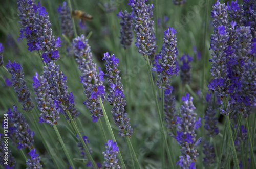 Lavendel