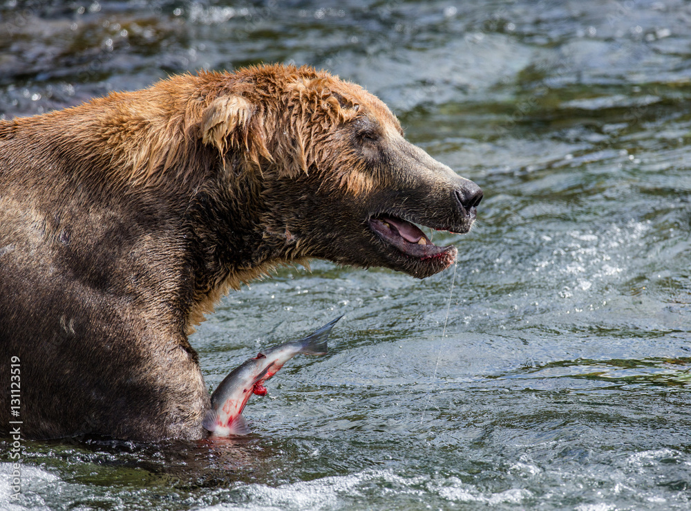Brown bear eating salmon in the river. USA. Alaska. Katmai National Park. An excellent illustration. Brown bear eating salmon in the river. USA. Alaska. Katmai National Park. An excellent illustration.