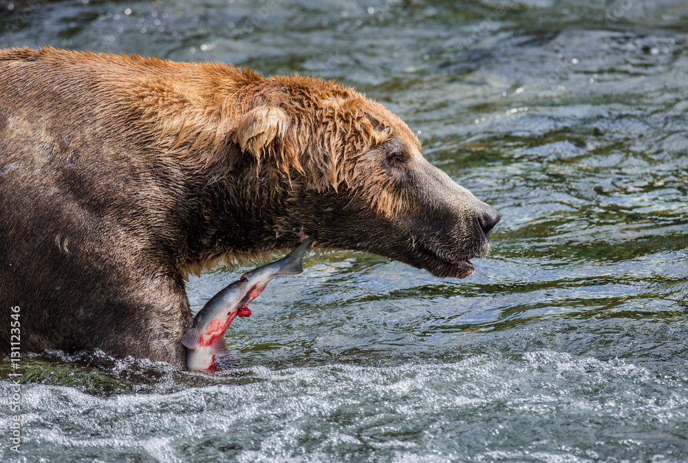 Brown bear eating salmon in the river. USA. Alaska. Katmai National Park. An excellent illustration. Brown bear eating salmon in the river. USA. Alaska. Katmai National Park. An excellent illustration.