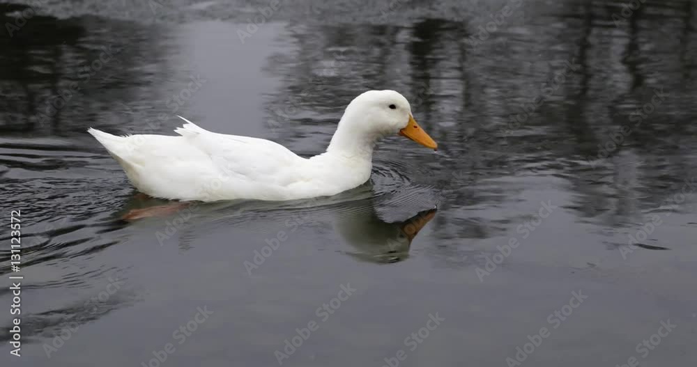 Wild Birds in the River. White Duck Swim in the River Under the Snow Wild Birds in the River. White Duck Swim in the River Under the Snow