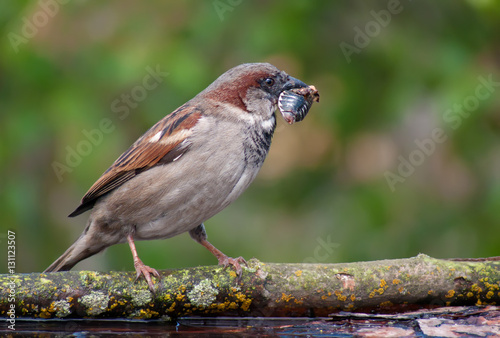 House sparrow with a chafer in his beak photo