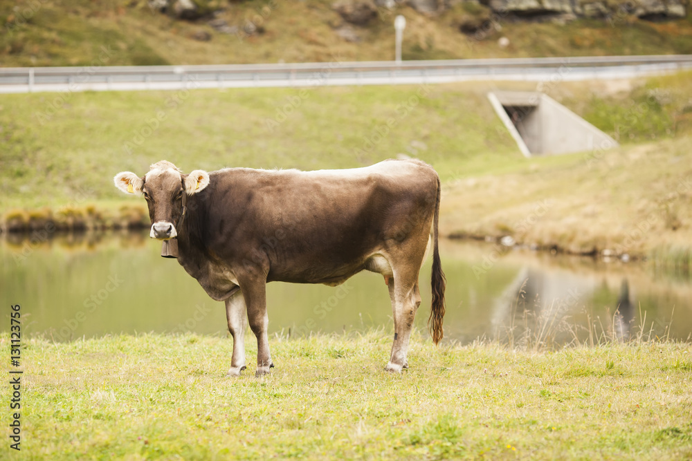 grazing cow in Swiss meadow with lake on the background. selective focus grazing cow in Swiss meadow with lake on the background. selective focus