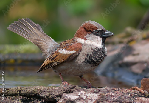House sparrow courtship display with open tail