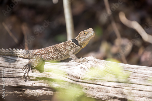 Madagascan collared iguana, Oplurus Cuvier, is abundant in the reserve Tsingy Ankarana, Madagascar photo