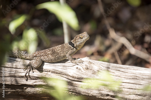 Madagascan collared iguana, Oplurus Cuvier, is abundant in the reserve Tsingy Ankarana, Madagascar photo