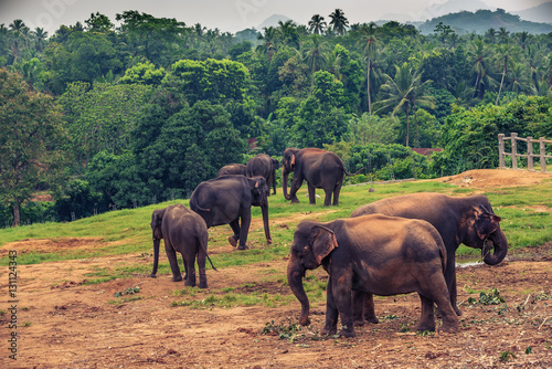 Sri lanka: group of elephants in Pinnawala, the largest herd of captive elephants in the world

