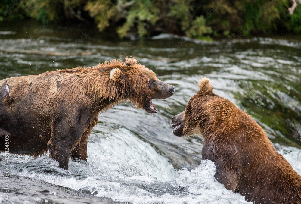 Two brown bears fighting for a place on the river for fishing. USA. Alaska. Katmai National Park. An excellent illustration. Two brown bears fighting for a place on the river for fishing. USA. Alaska. Katmai National Park. An excellent illustration.