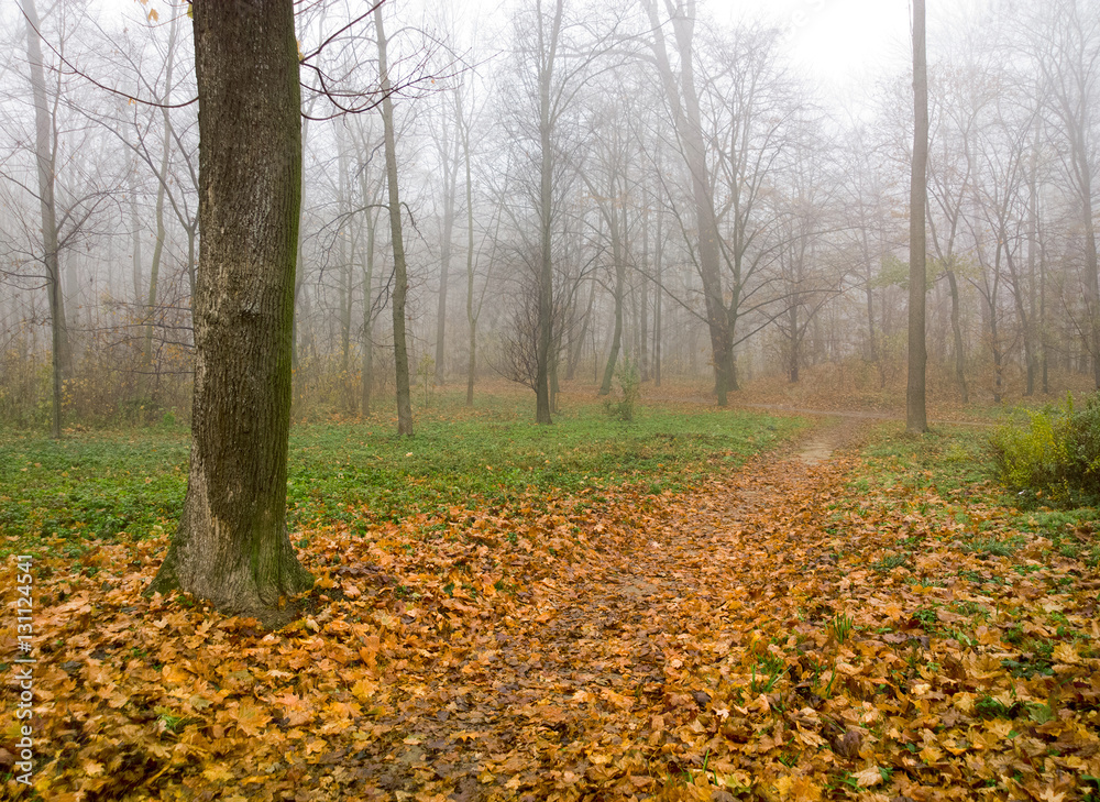 Autumn landscape.