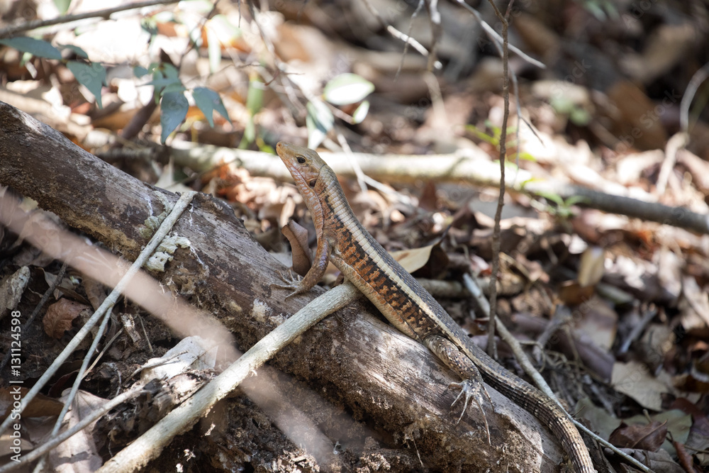 Madagascar girdled lizard, Zonosaurus madagascariensis lives on earth, reservations Tsingy, Ankarana, Madagascar Madagascar girdled lizard, Zonosaurus madagascariensis lives on earth, reservations Tsingy, Ankarana, Madagascar