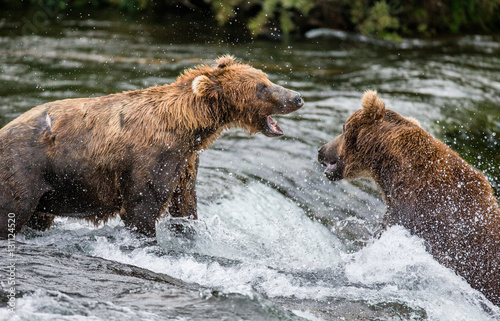 Two brown bears fighting for a place on the river for fishing. USA. Alaska. Katmai National Park. An excellent illustration.