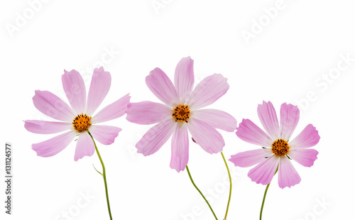 Cosmos Flower isolated