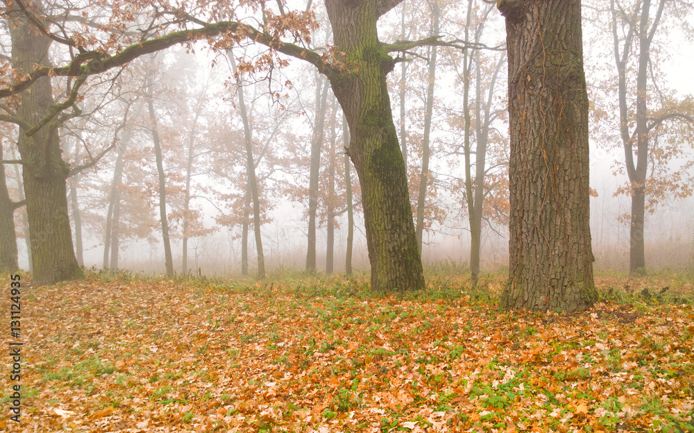 Autumn in the forest. Autumn in the forest.