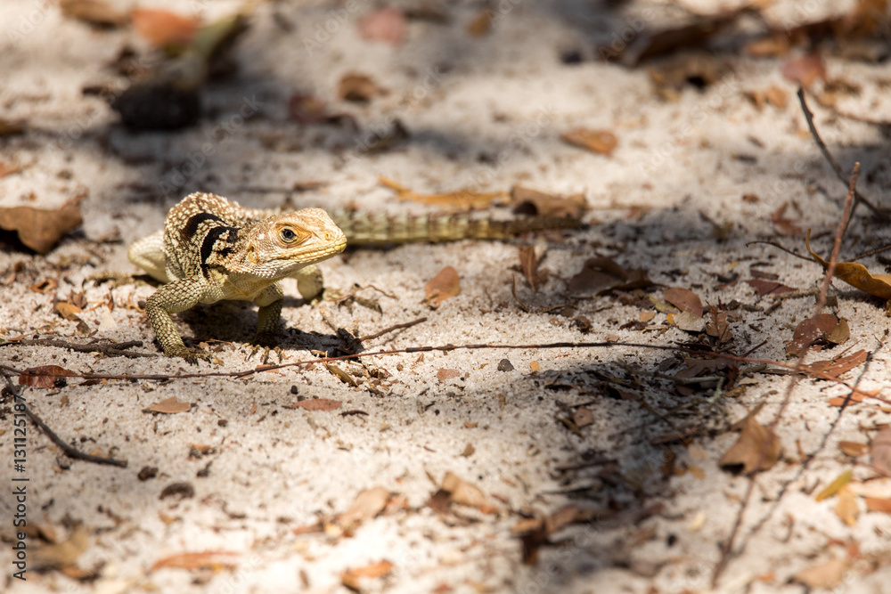 Madagascan collared iguana, Oplurus Cuvier, is abundant in the reserve Tsingy Ankarana, Madagascar Madagascan collared iguana, Oplurus Cuvier, is abundant in the reserve Tsingy Ankarana, Madagascar