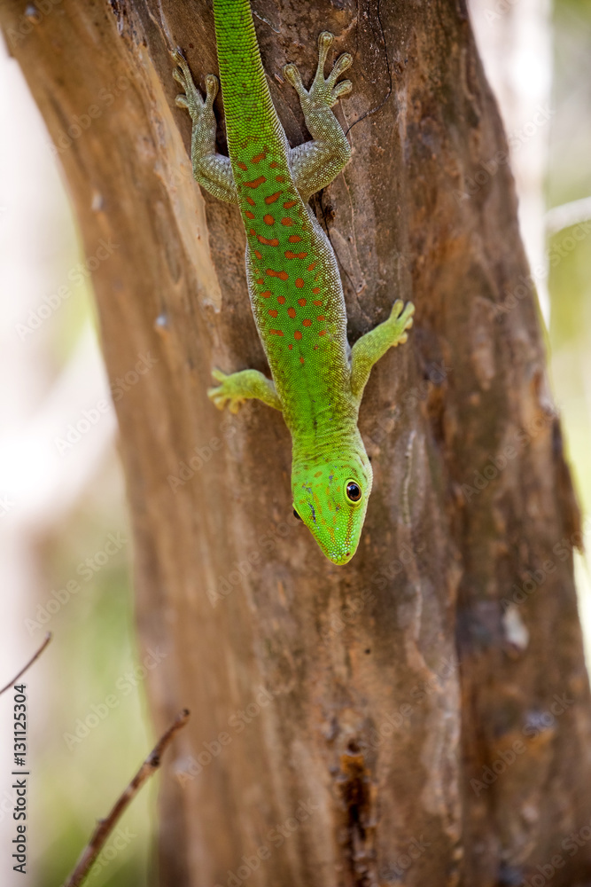 Obraz premium Madagascar day gecko, Phelsuma madagascariensis is emerald Madagascar, in the reserve Tsingy Ankarana, Madagascar