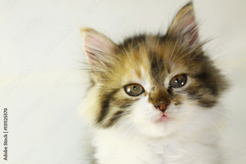 Small kitten on white background, closeup