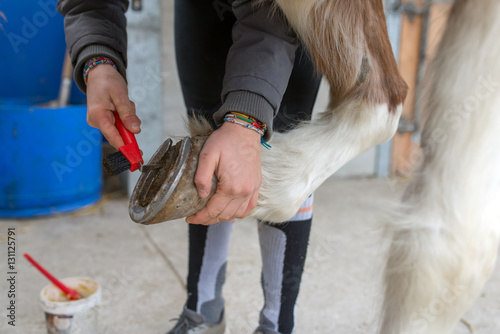 soin des pieds de son cheval photo