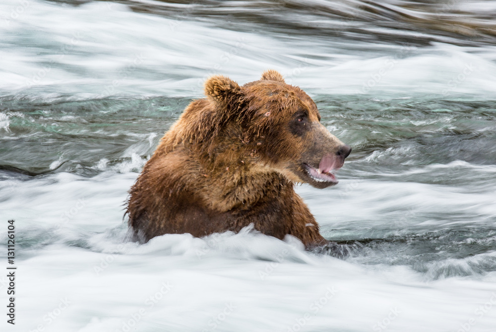Brown bear sitting in the river. USA. Alaska. Katmai National Park. An excellent illustration. Brown bear sitting in the river. USA. Alaska. Katmai National Park. An excellent illustration.