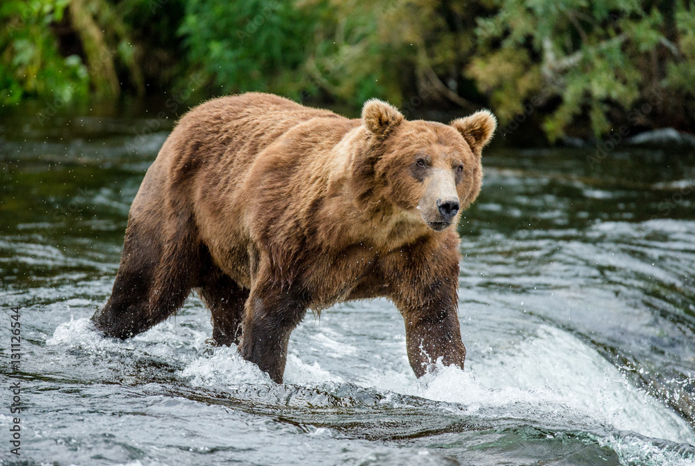 Brown bear standing in the river. USA. Alaska. Katmai National Park. An excellent illustration. Brown bear standing in the river. USA. Alaska. Katmai National Park. An excellent illustration.