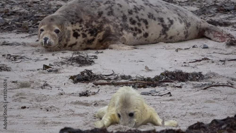 Kegelrobbe mit Jungtier, Halichoerus grypus, Helgoland, 4K Kegelrobbe mit Jungtier, Halichoerus grypus, Helgoland, 4K