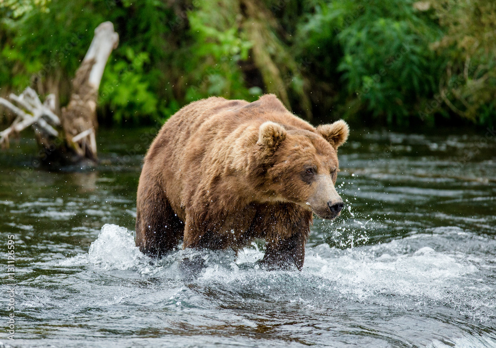 Brown bear standing in the river. USA. Alaska. Katmai National Park. An excellent illustration. Brown bear standing in the river. USA. Alaska. Katmai National Park. An excellent illustration.