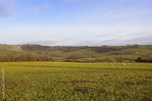 sheep and fodder crops