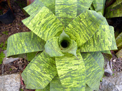 Slika na platnu Pigmented bromeliad from above