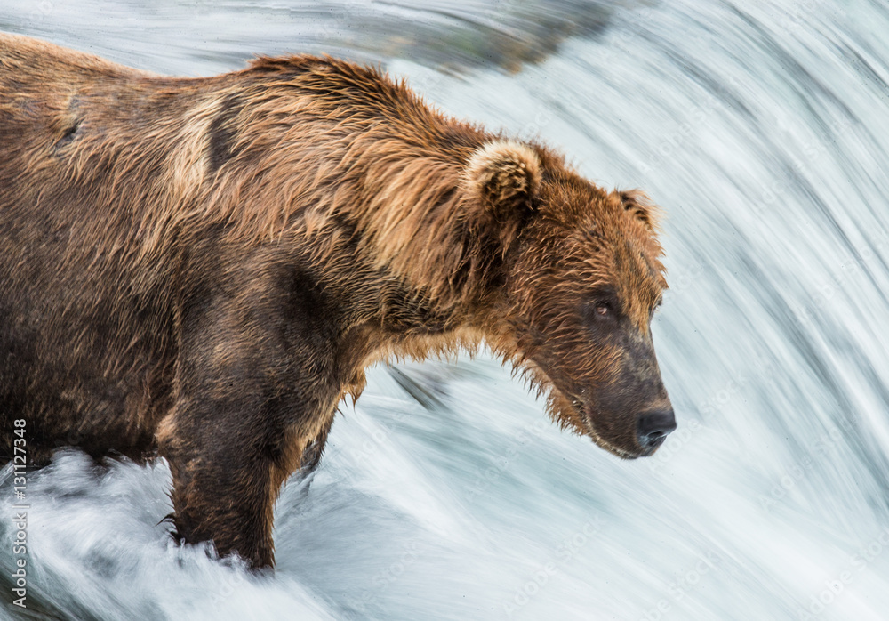 Brown bear catches a salmon in the river. USA. Alaska. Katmai National Park. An excellent illustration. Brown bear catches a salmon in the river. USA. Alaska. Katmai National Park. An excellent illustration.