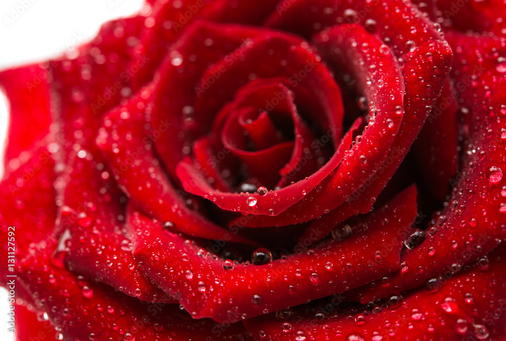 dark red rose with droplets isolated dark red rose with droplets isolated