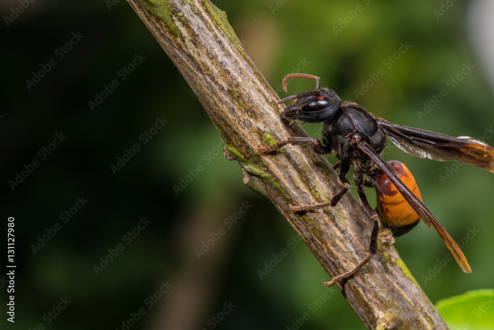 Paper wasp macro portrait on tree with copy space - Large wasp on wood branch. Paper wasp macro portrait on tree with copy space - Large wasp on wood branch.