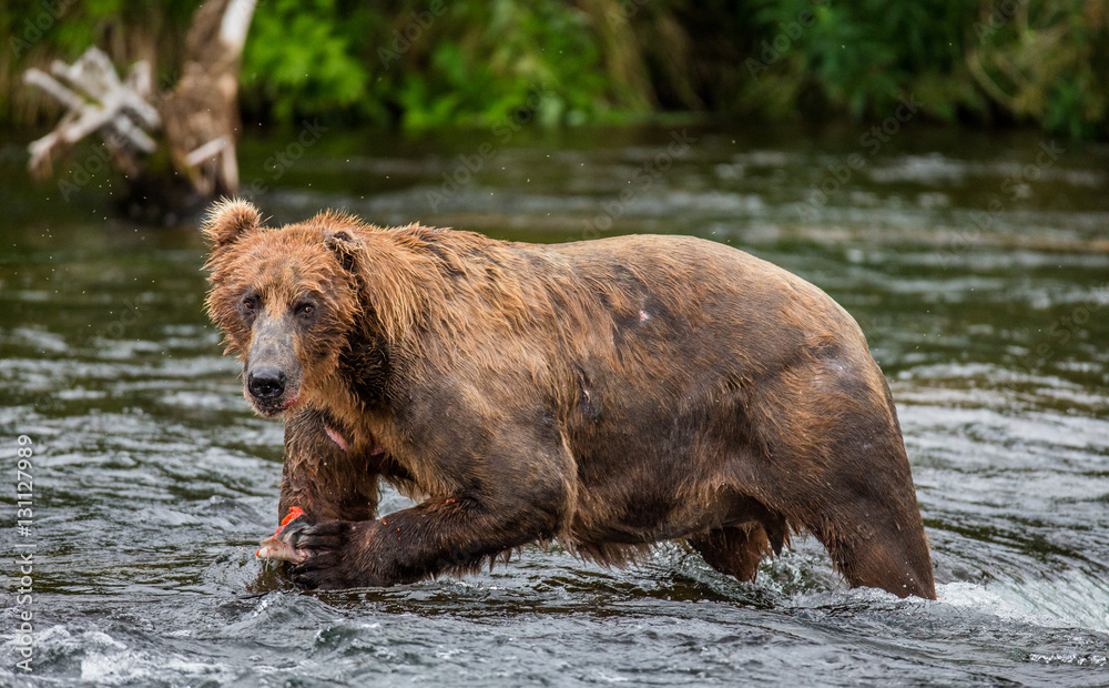 Brown bear eating salmon in the river. USA. Alaska. Katmai National Park. An excellent illustration. Brown bear eating salmon in the river. USA. Alaska. Katmai National Park. An excellent illustration.